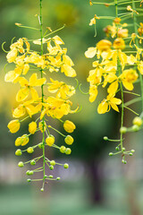 Golden Shower Tree flower is bloom with blur background , national flower of Thailand