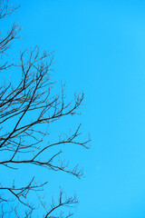 branches of a tree in winter