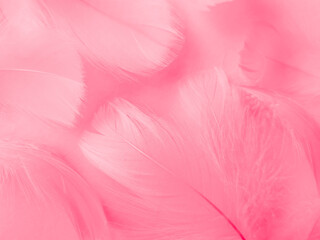 Fototapeta na wymiar Beautiful abstract light pink feathers on white background, white feather frame on pink texture pattern and pink background, love theme wallpaper and valentines day, white gradient