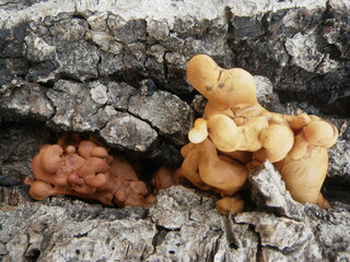 tree sap