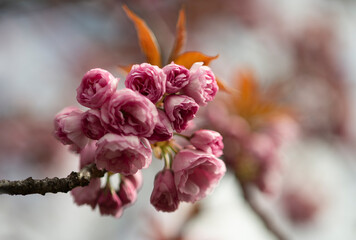 Obraz premium Romantische rosa Blüten 