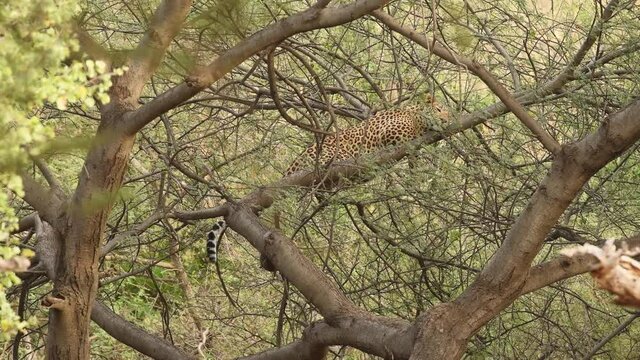 Close up shot of wild male leopard or panther on a tree with eye contact during outdoor jungle safari at forest of central india - panthera pardus fusca