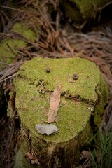 奥多摩、雲取山の登山風景