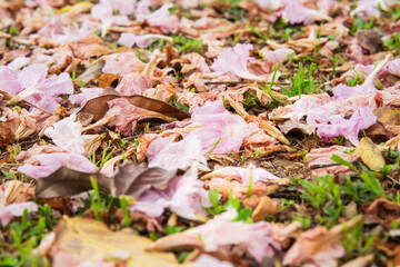pink tecoma flower tree or Tabebuia rosea or Pink trumpet tree falling on the ground.