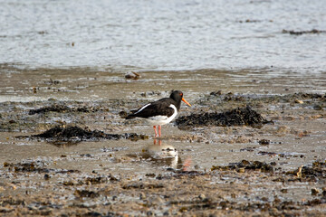 An oystercatcher bird wading in the mud at low tide