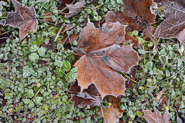 autumn maple leaf covered with frost