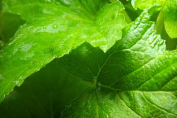 Natural plant green background