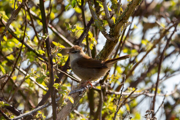 A Cetti's warbler bird perching on the branch of a tree