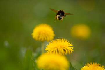Hummel im Flug auf einer wunderschönen frühlingshaften Wiese
