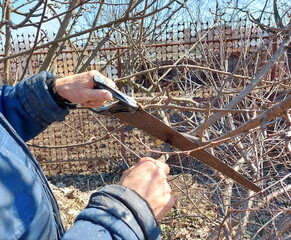 a man cuts a tree branch with a saw in the garden. spring pruning. gardening. removal of damaged plants.