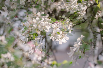 Spring madness. Bright blossoming trees in the sunny park	