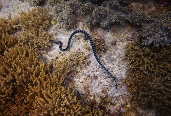 Sea snake hunting on he reef