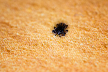 Dead tick lying on the cloth.