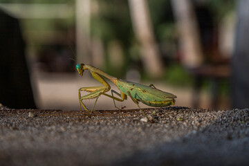 praying mantis in profile with out-of-focus background, insect