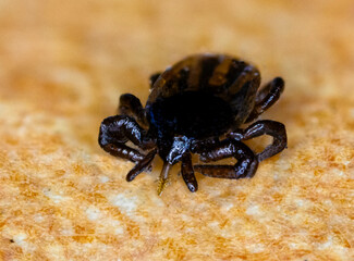 Dead tick lying on the cloth.