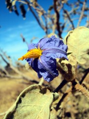 lobeira flower