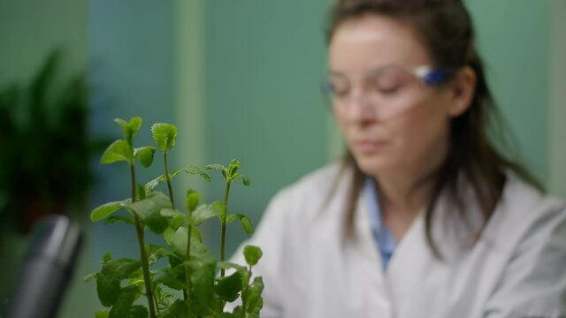 Closeup of botanist woman checking sapling for agriculture experiment observing genetic mutation Biologist specialist researcher working in biotechnology laboratory researching gmo plants