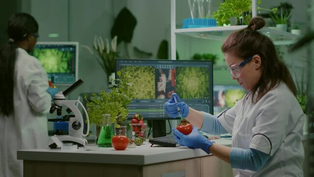 Scientist chemist injecting tomato with pesticides using medical syringe for genetic microbiology experiment. Biochemist working in farming laboratory testing health food for medical expertise