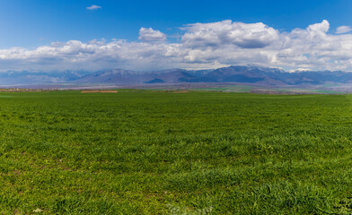Green field against the background of snow-capped mountains