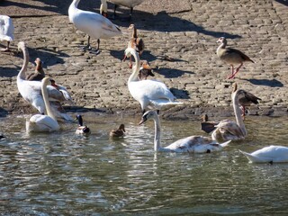 Flock of swans, Nile geese, mallards by Saar river on cobbled shore, Luxembourg - Germany border on a sunny summer day
