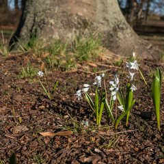 Signs of spring with spring flowers and vegetables in Malmo Sweden Skane
