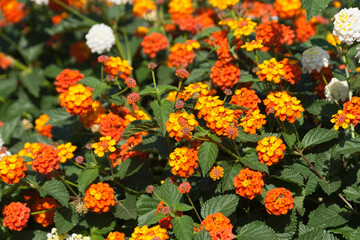 bright orange and yellow flowers among green leaves