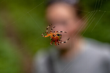 Hiker Looks On at Halloween Spider