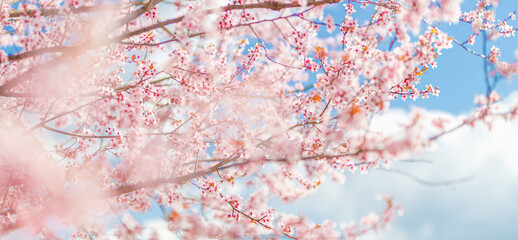 Beautiful spring border, bright blooming cherry tree on a blue soft sky. Flowering cherry flowers closeup with blurred romantic scene. Natural sunlight, floral ornamental forest nature. Spring garden