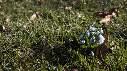 Signs of spring with spring flowers and vegetables in Malmo Sweden Skane