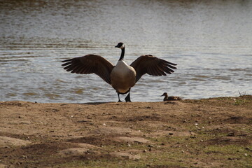 goose expanding it's wings