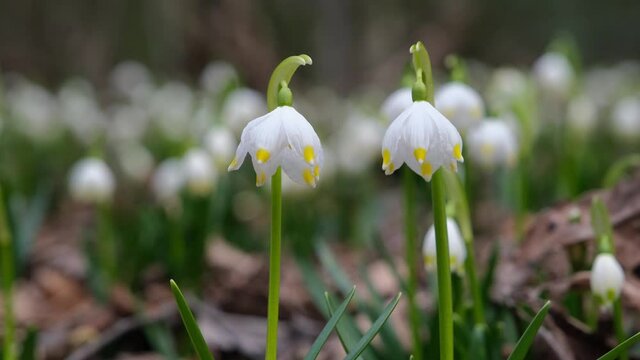 Primrose snowdrops flowers on the ground. meadow of primrose. Spring the first flowers appeared in the wood. Leucojum spring primroses, Spring white flower close-up. 4k footage.