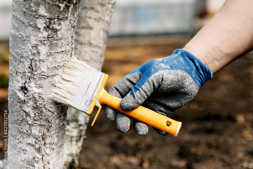 Wall mural whitewash of spring trees, protection from insects and pests.whitewashing of trees in the spring. ga