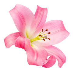 Fototapeta na wymiar Pink Lily flower isolated on white background. Beautiful tender Lilly.