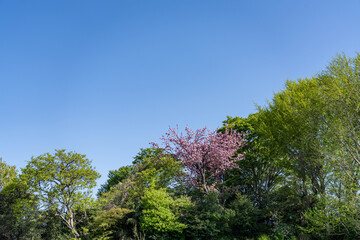 田園地域春の訪れ
