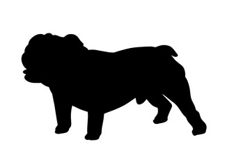English bulldog dog silhouette, Vector silhouette of a dog on a white background.	
