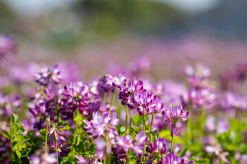 田園地域春の訪れ