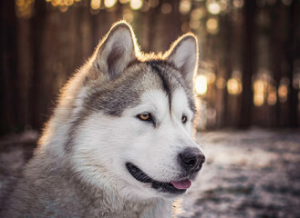 Adorable and happy Alaskan Malamute boy in a dark coniferous forest. Cute pet posing and waiting for treats. Selective focus on the eyes of the animal, blurred background.