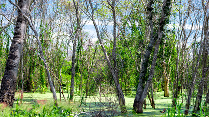 Fototapeta na wymiar Flooded plain with tree trunks and aquatic plants. Typical landscape of the Brazilian Pantanal