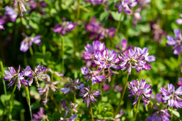 田園地域春の訪れ