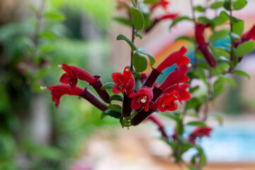 Red flower of Lipstick Vine or Aeschynanthus radicans jack bloom hanging in the garden.