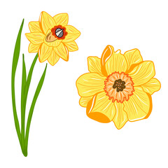 Narcissus plant and flower icons. Creative illustrations. Colorful sketch. Idea for decors, logo, patterns, papers, covers, gifts, summer and spring holidays, floral natural themes. Isolated vector.