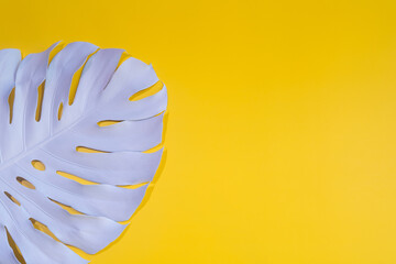 Monstera top view leaf model philodendron isolated on pastel background 