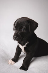 Six week old black and white puppy