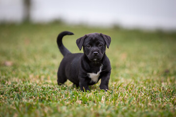 Six week old black and white puppy