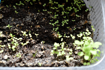 Flower seedlings and their shoots in pots with earth