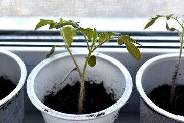 Tomato seedlings in white pots with earth