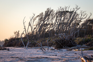 Sunrise on Talbot Island's boneyard beach in Jacksonville, FL