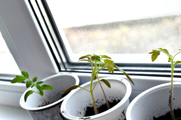 Tomato seedlings in white pots with earth