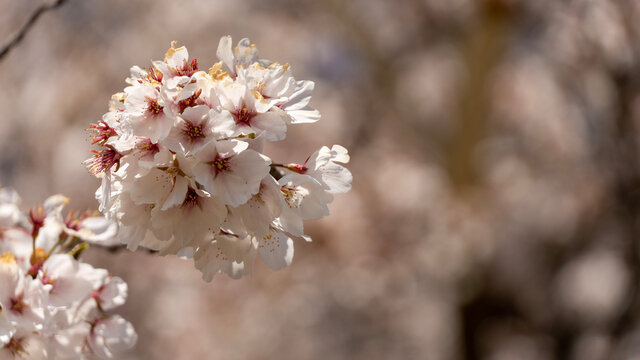 cherry blossom © sagoh423