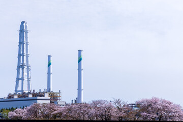 三重県四日市市　海蔵川の桜並木6